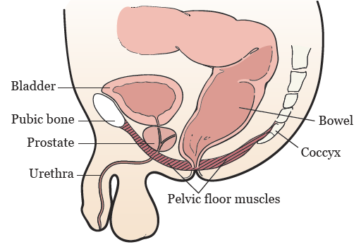 Exercice de Kegel homme
